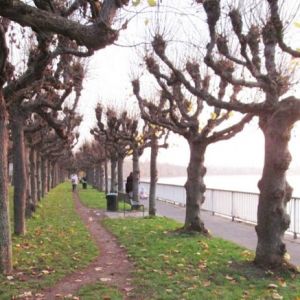 Blick auf den Rheinboulevard Porz