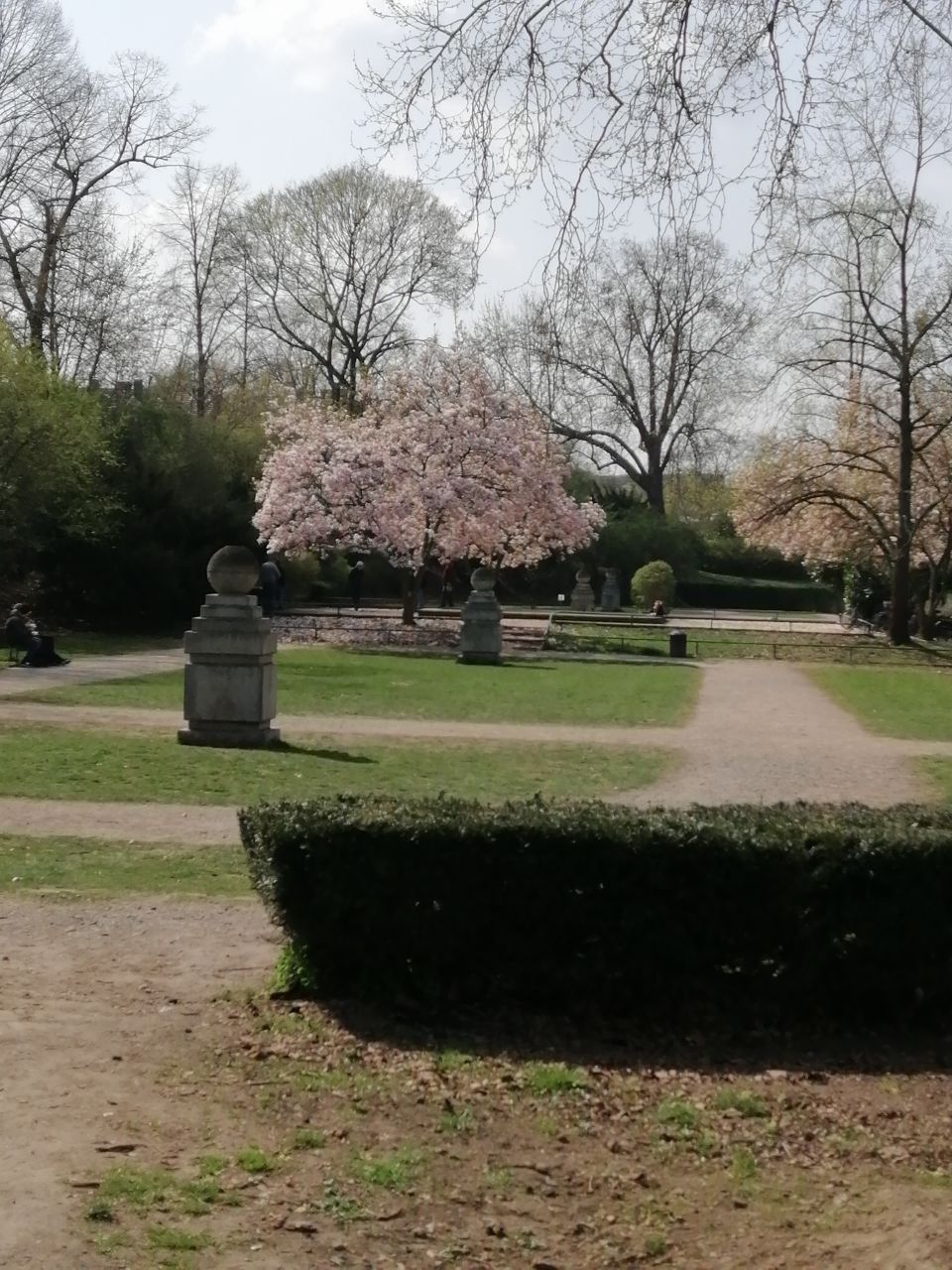 Rosengarten mit kurzgeschnittener Hecke und blühendem Kirschbaum