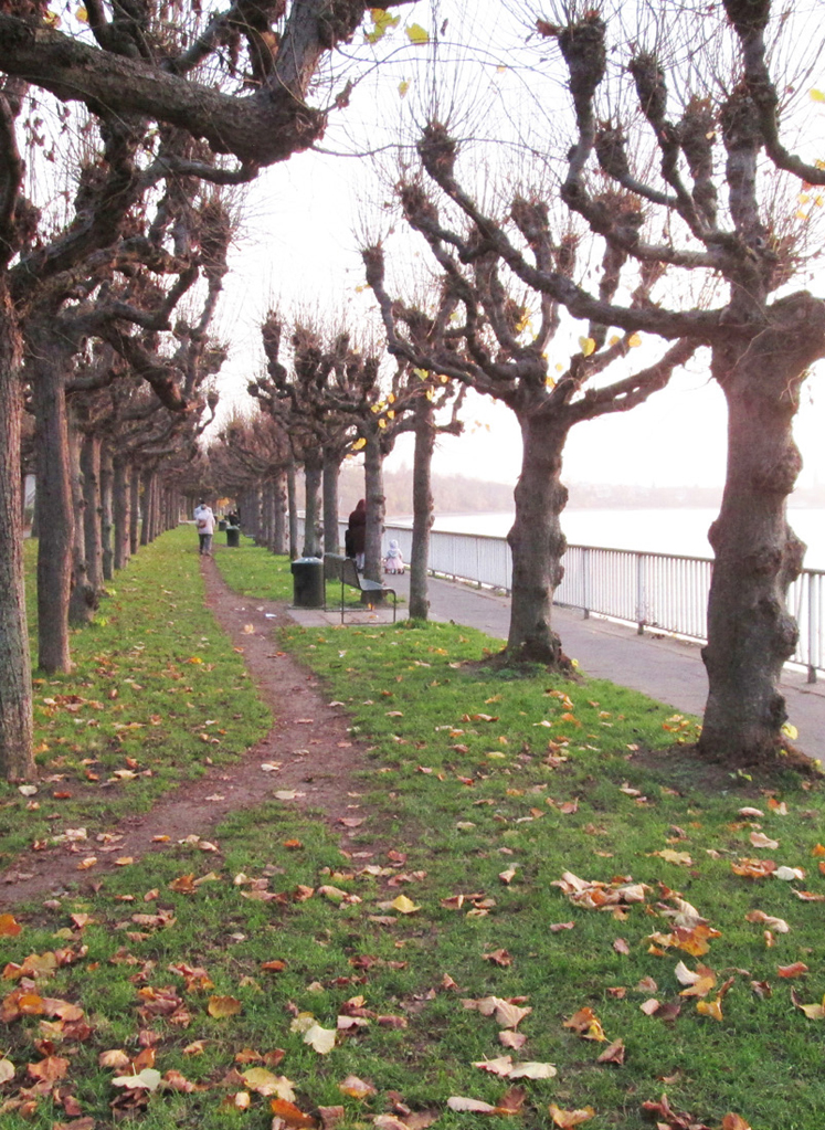 Fußgängerweg zwischen den Baumalleen am Rheinboulevard Porz