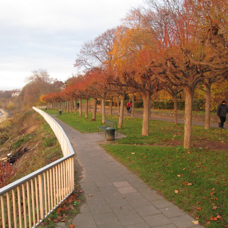 Fußgängerweg zwischen Geländer und Allee, Rheinboulevard Porz