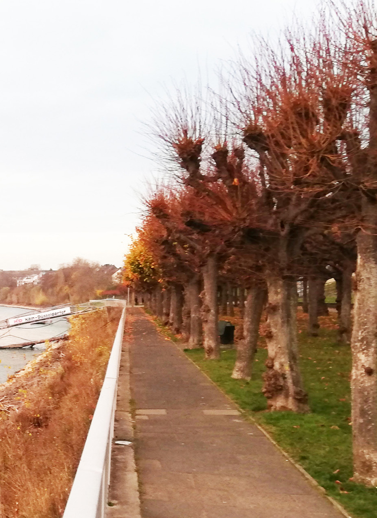 Fußgängerweg zwischen Geländer und Allee, Rheinboulevard Porz