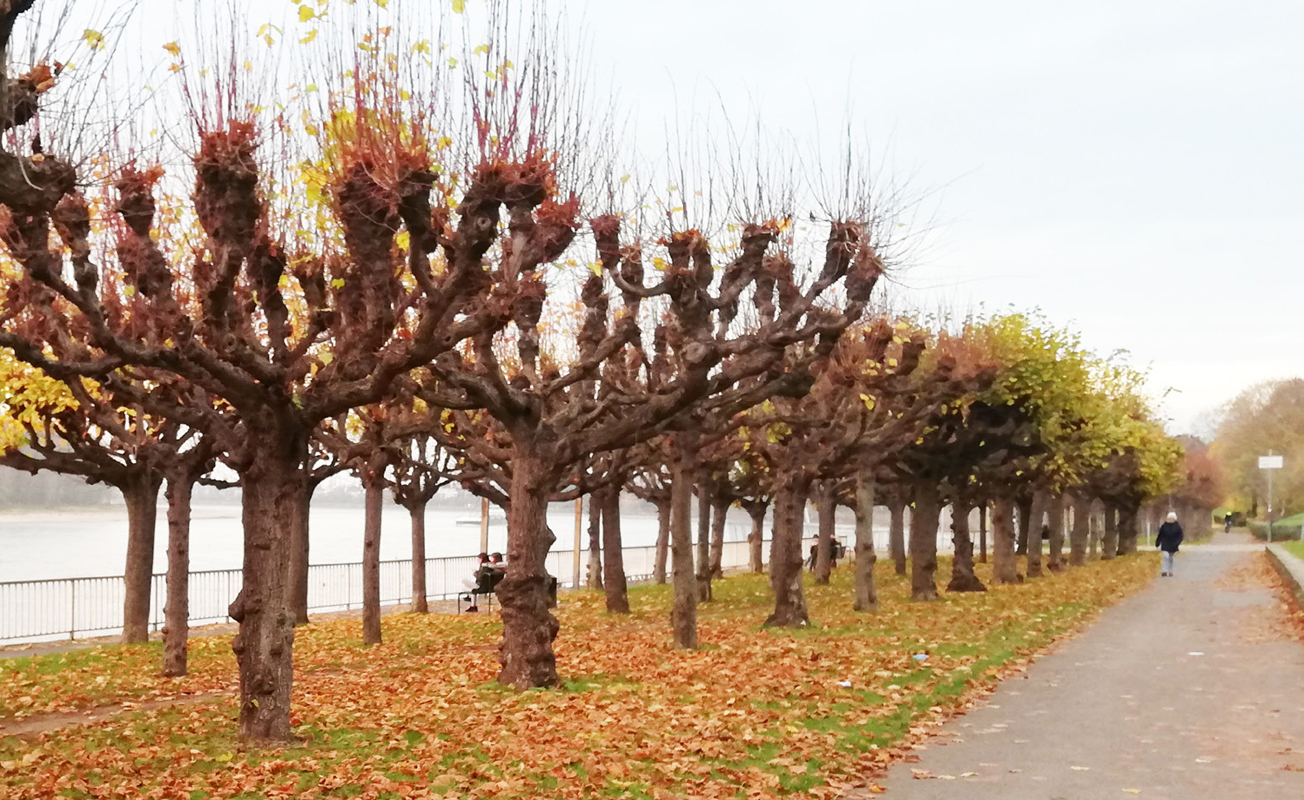 Baumalleen am Rheinboulevard Porz