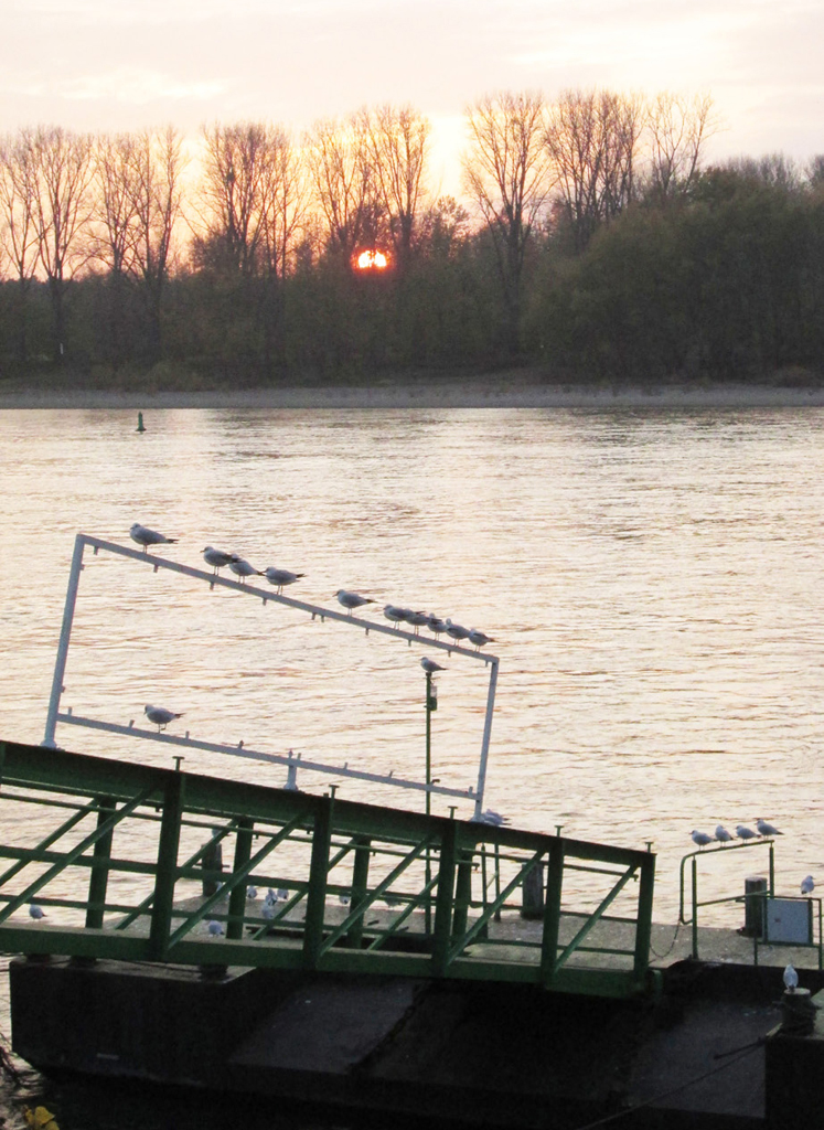 Anleger am Rheinboulevard Porz im Abendlicht