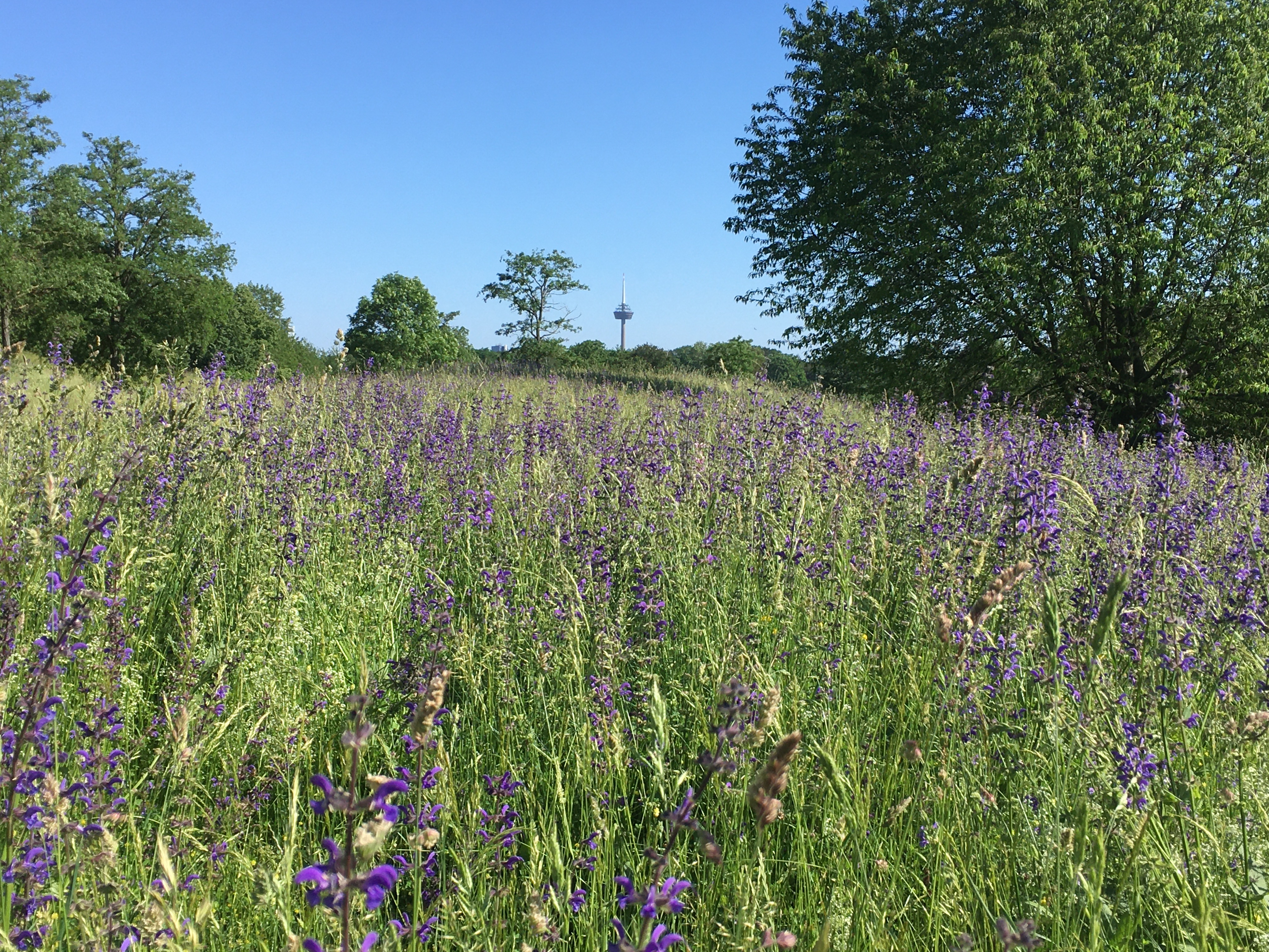 Blumenwiese