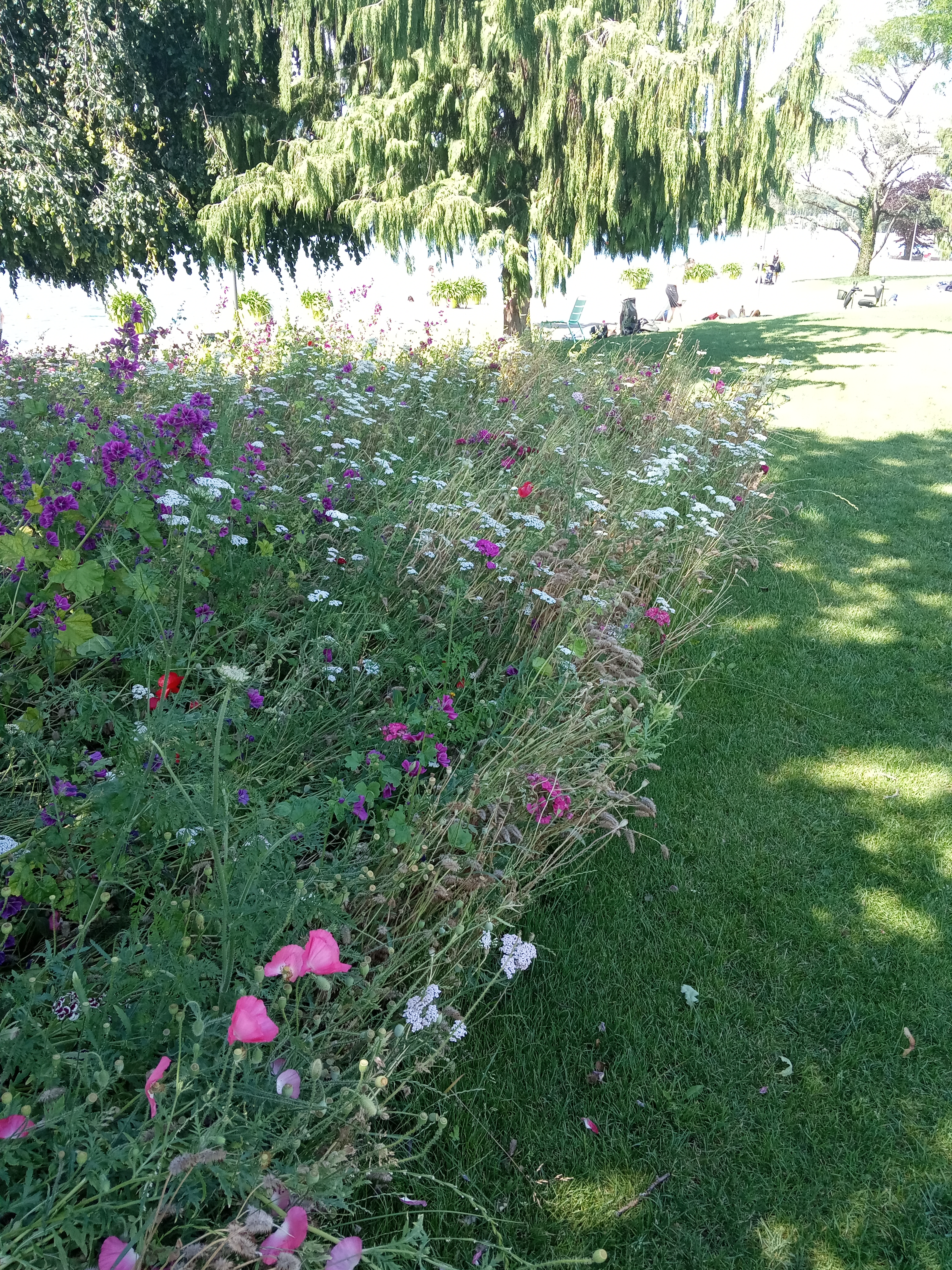 Auf dem Bild ist eine bunte Blumenwiese zu sehen. Im Hintergrund befindet sich ein Baum, neben der Blumenwiese ist eine Wiese zu sehen. 