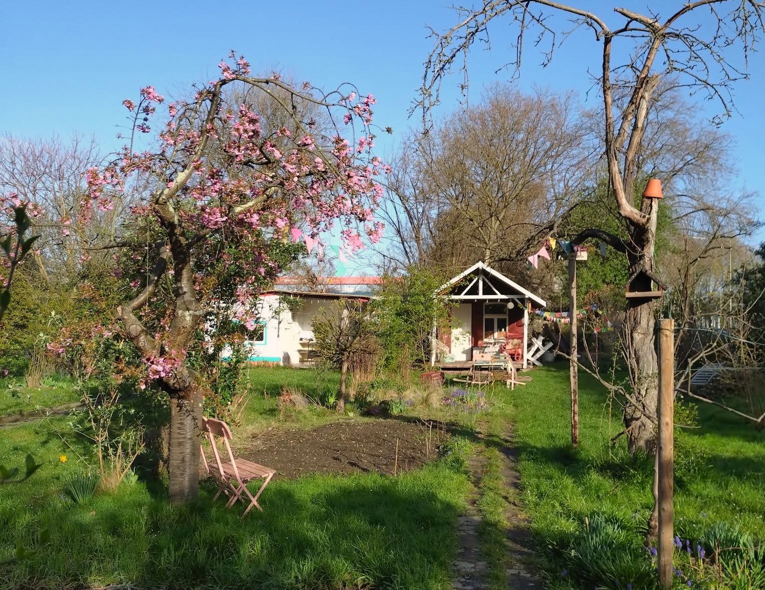 Kleingarten mit Gartenhäuschen auf einer großen grünen Fläche.  Rosafarbener Stuhl lehnt an einem linksstehenden Kirschblütenbaum an und bunte Fähnchen hängen an dem Baum auf der rechten Seite.