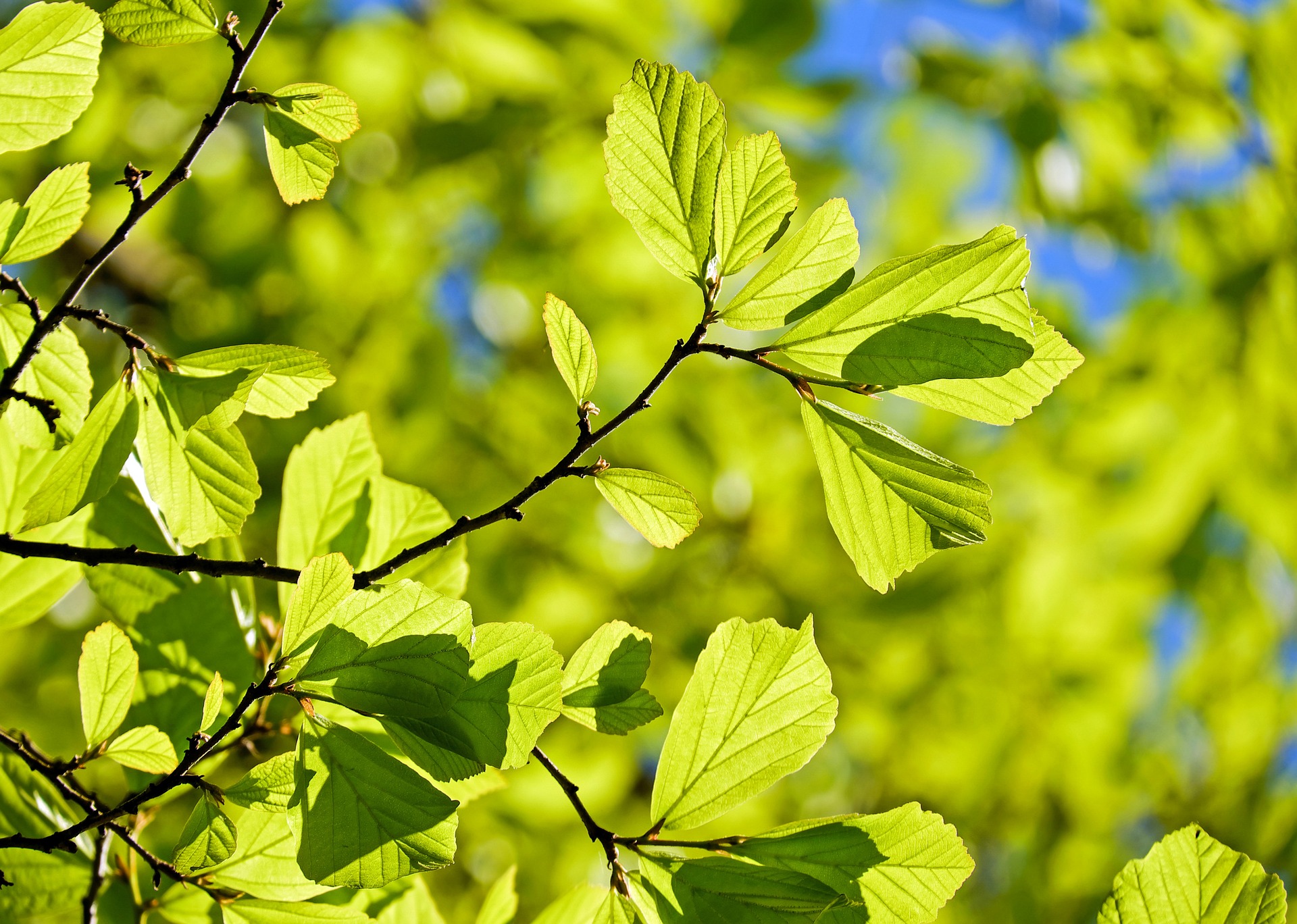 Blätter eines Baumes im Sonnenlicht