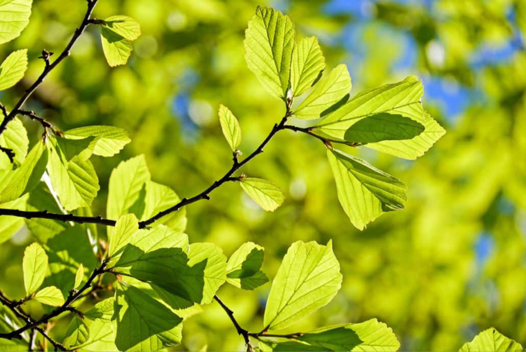 Grüne Blätter vor blauem Himmel