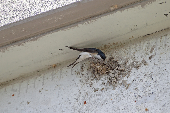 Mehlschwalbe baut ihr Nest