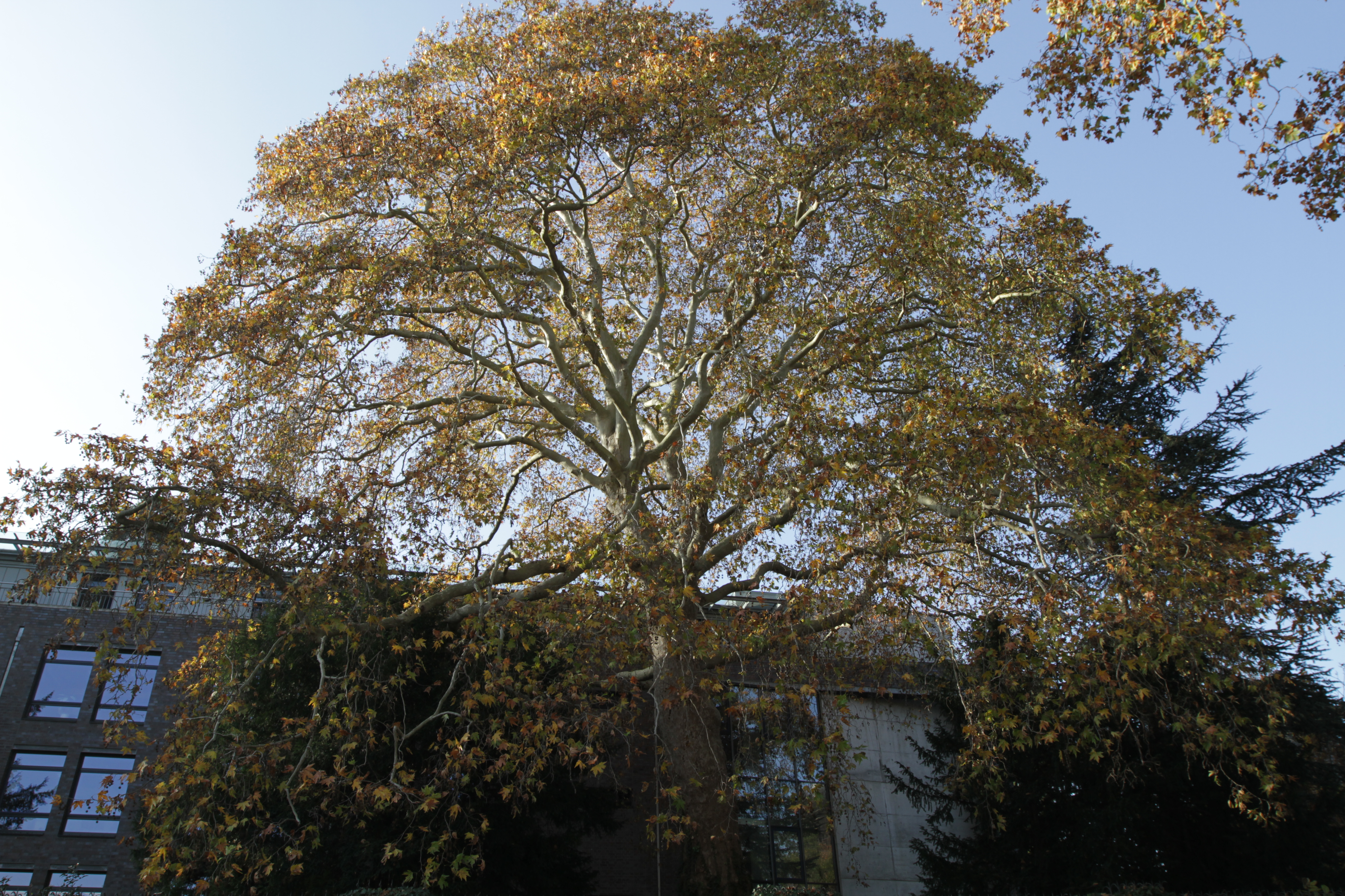 Großer Baum