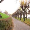 Fahrradweg am Rheinboulevard Porz entlang der Allee