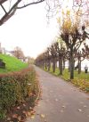 Fahrradweg am Rheinboulevard Porz entlang der Allee